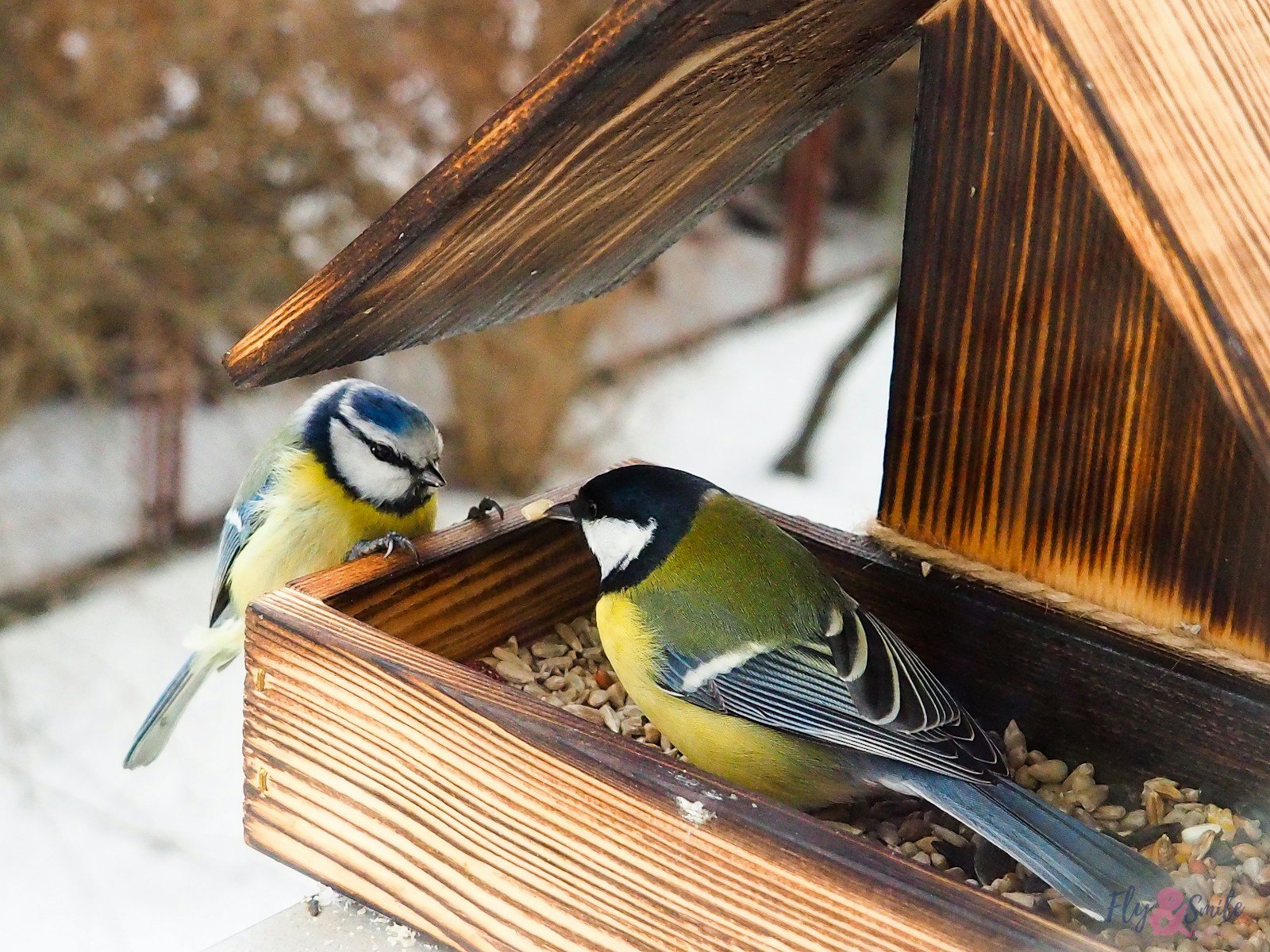 Mésanges et chardonnerets qui reviennent picorer au jardin par un matin d'hiver