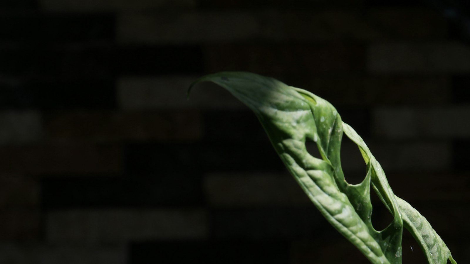 Monstera adansonii grimpant sur un tuteur à mousse