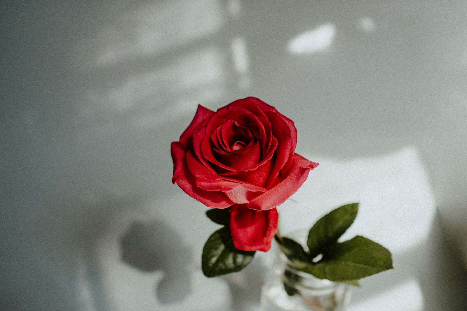 Niveau d'eau abondant pour l'entretien d'une rose branchue en vase