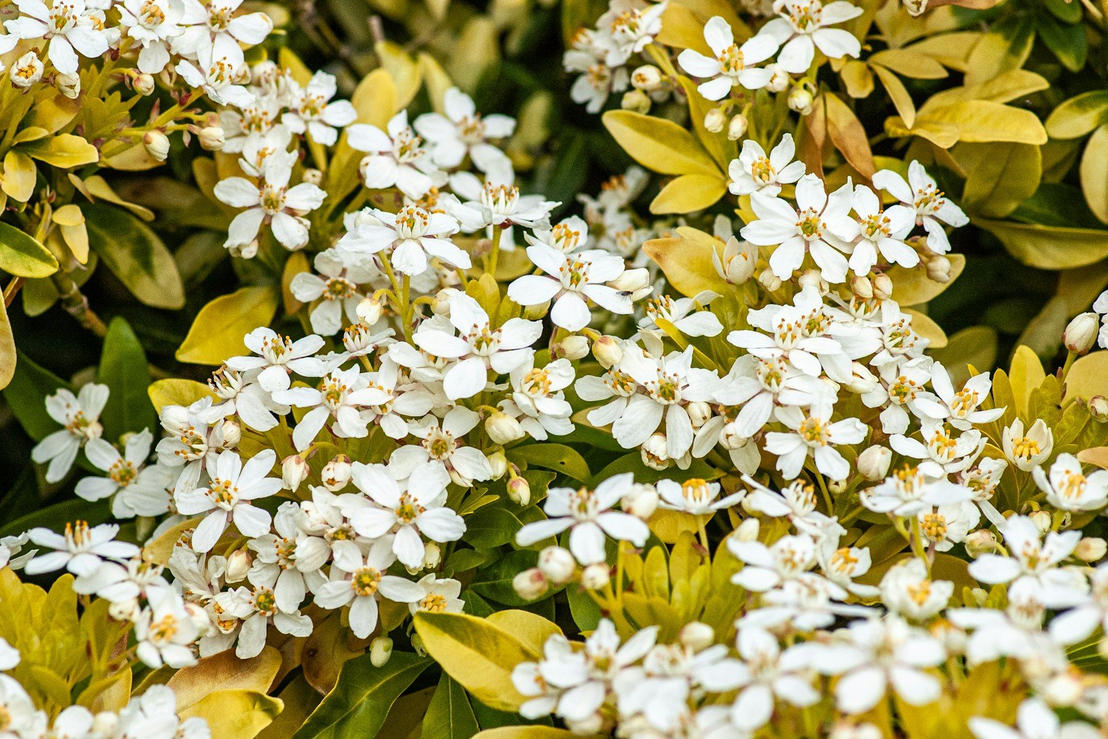 Oranger du Mexique en fleurs blanches, gros plan sur le feuillage