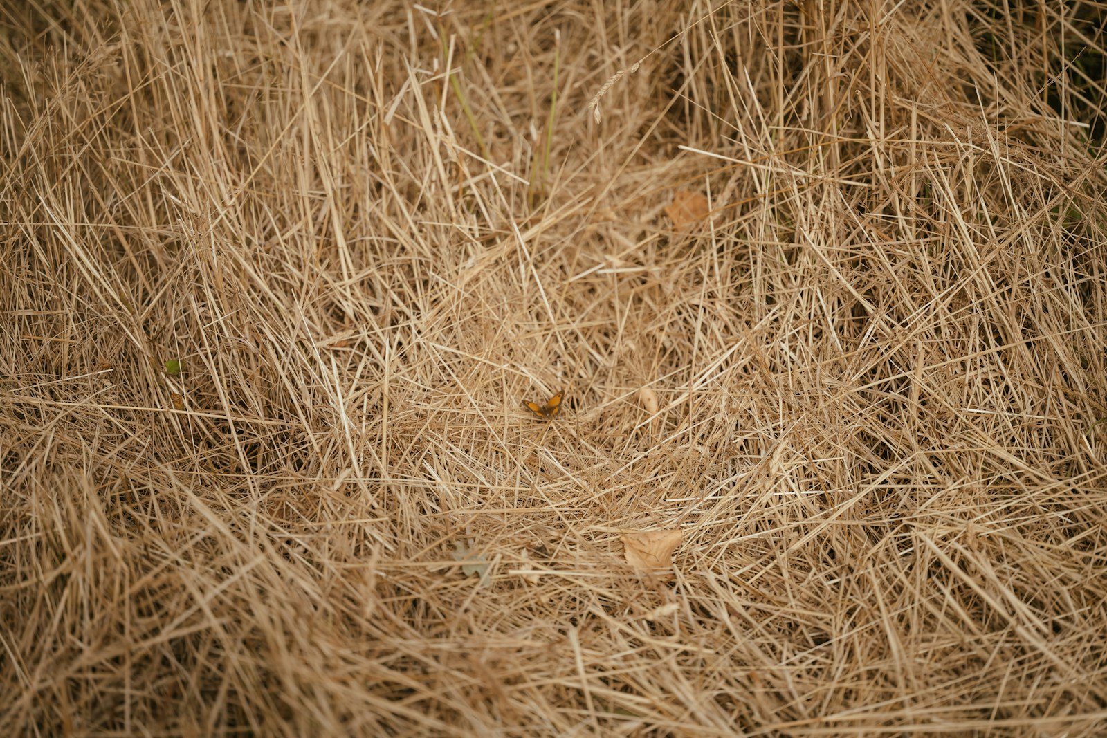 Paillage de feuilles mortes protégeant le pied d'une plante en hiver