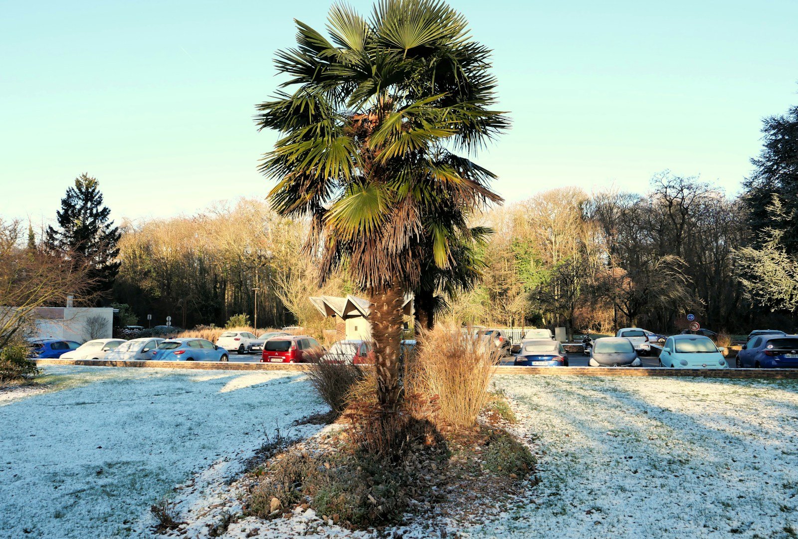 Paillage et voile d'hivernage autour d'un jeune palmier
