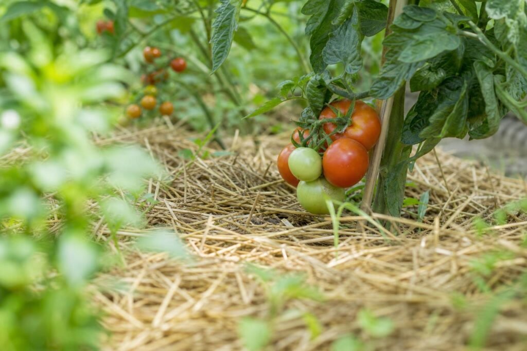 Paillis de paille disposé au pied de plants de tomates dans un potager
