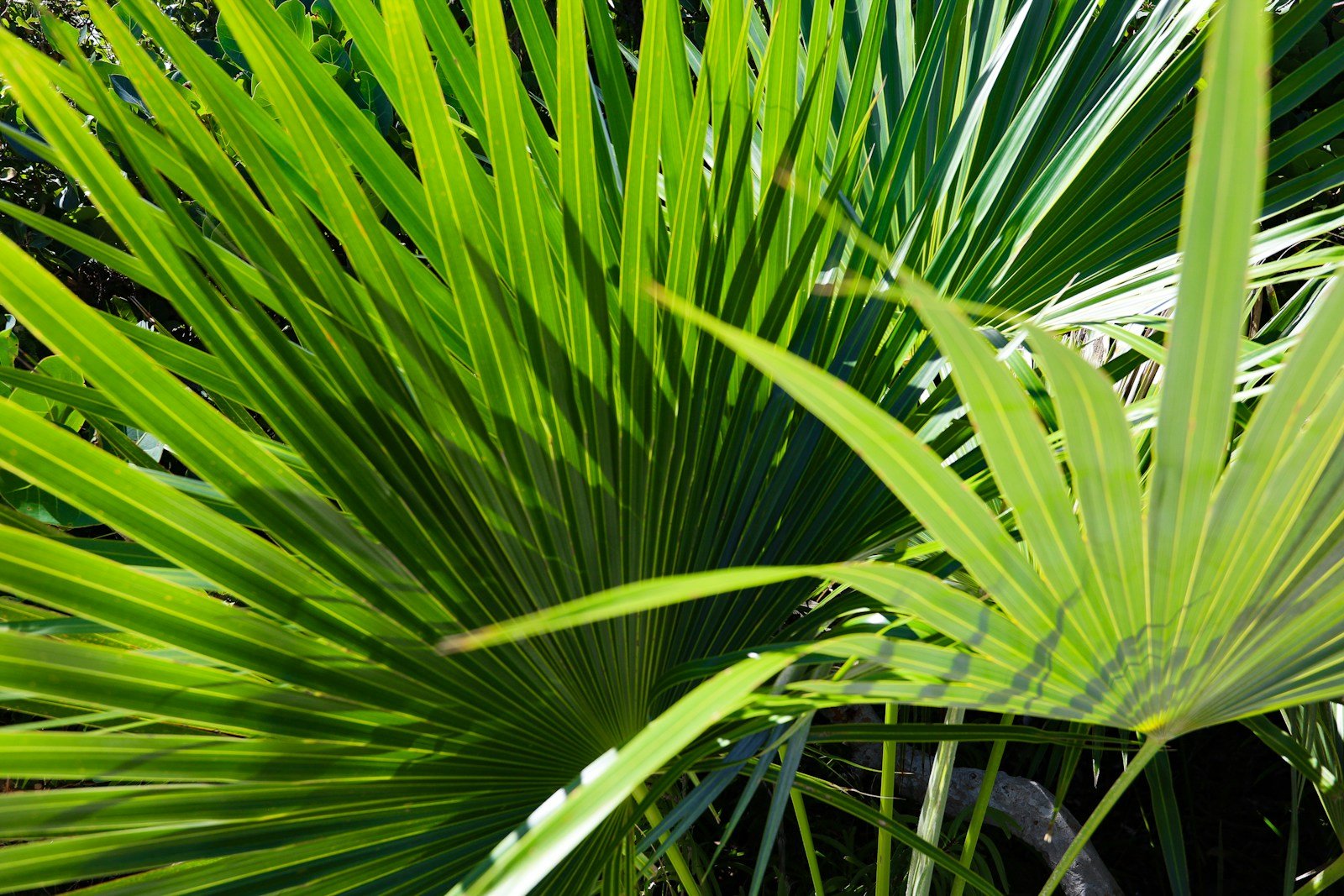Palmier chanvre Trachycarpus fortunei planté en pleine terre