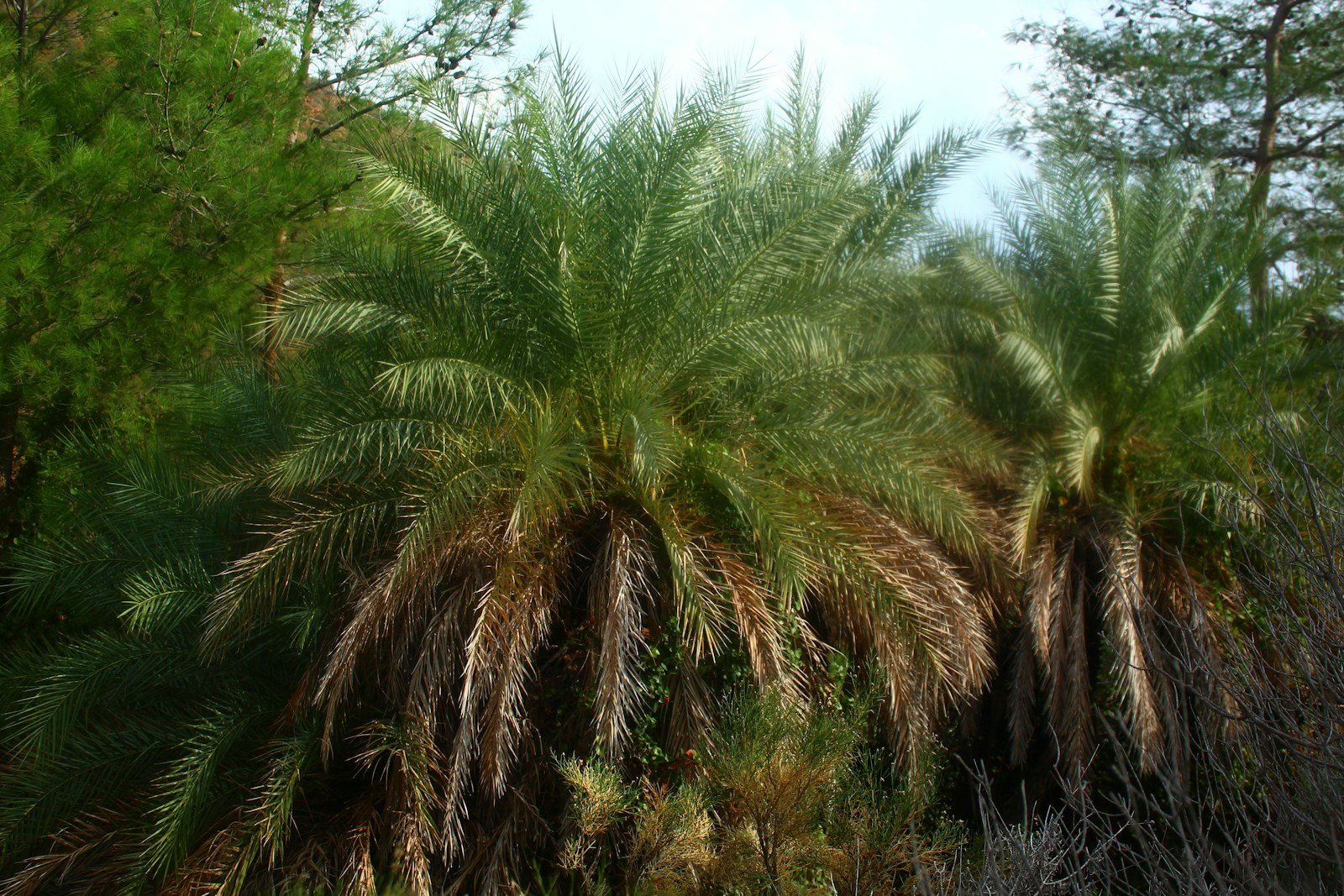 Palmier nain Chamaerops humilis planté en touffe
