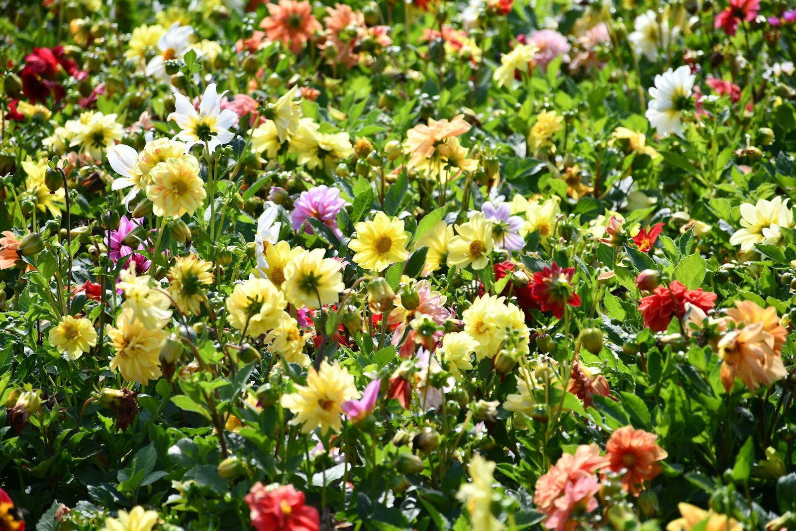 Parterre de fleurs fleuri à différentes saisons