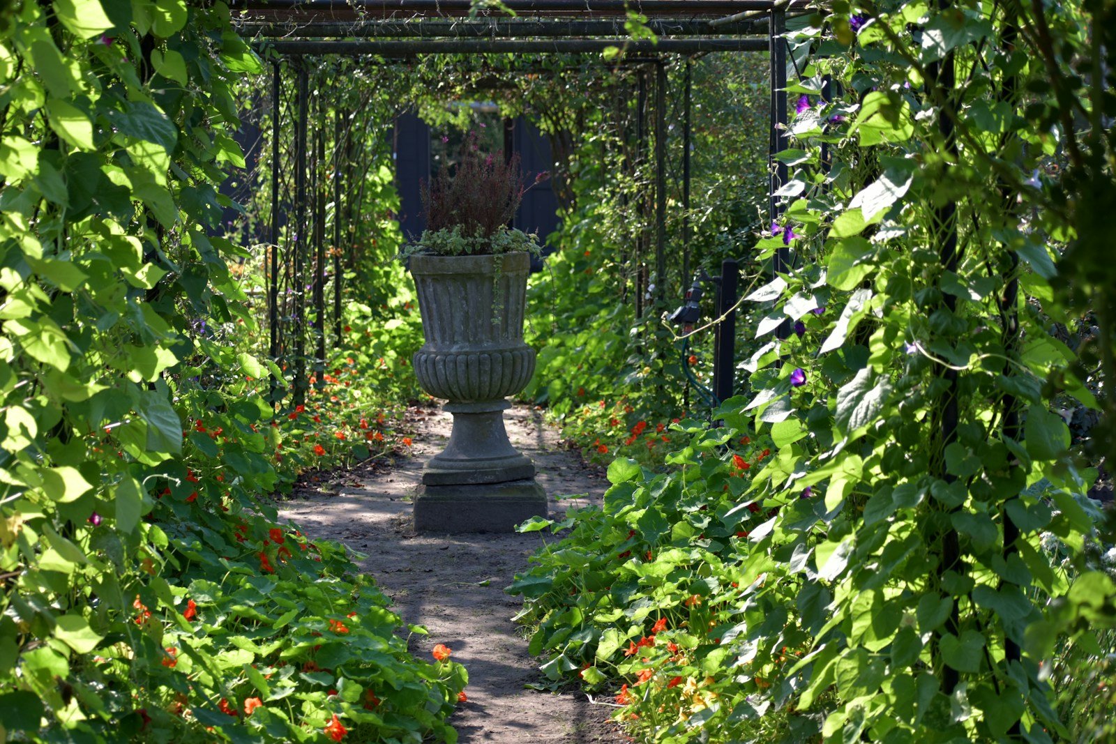 Pergola habillée par le jasmin étoilé grimpant sur ses fils tendus