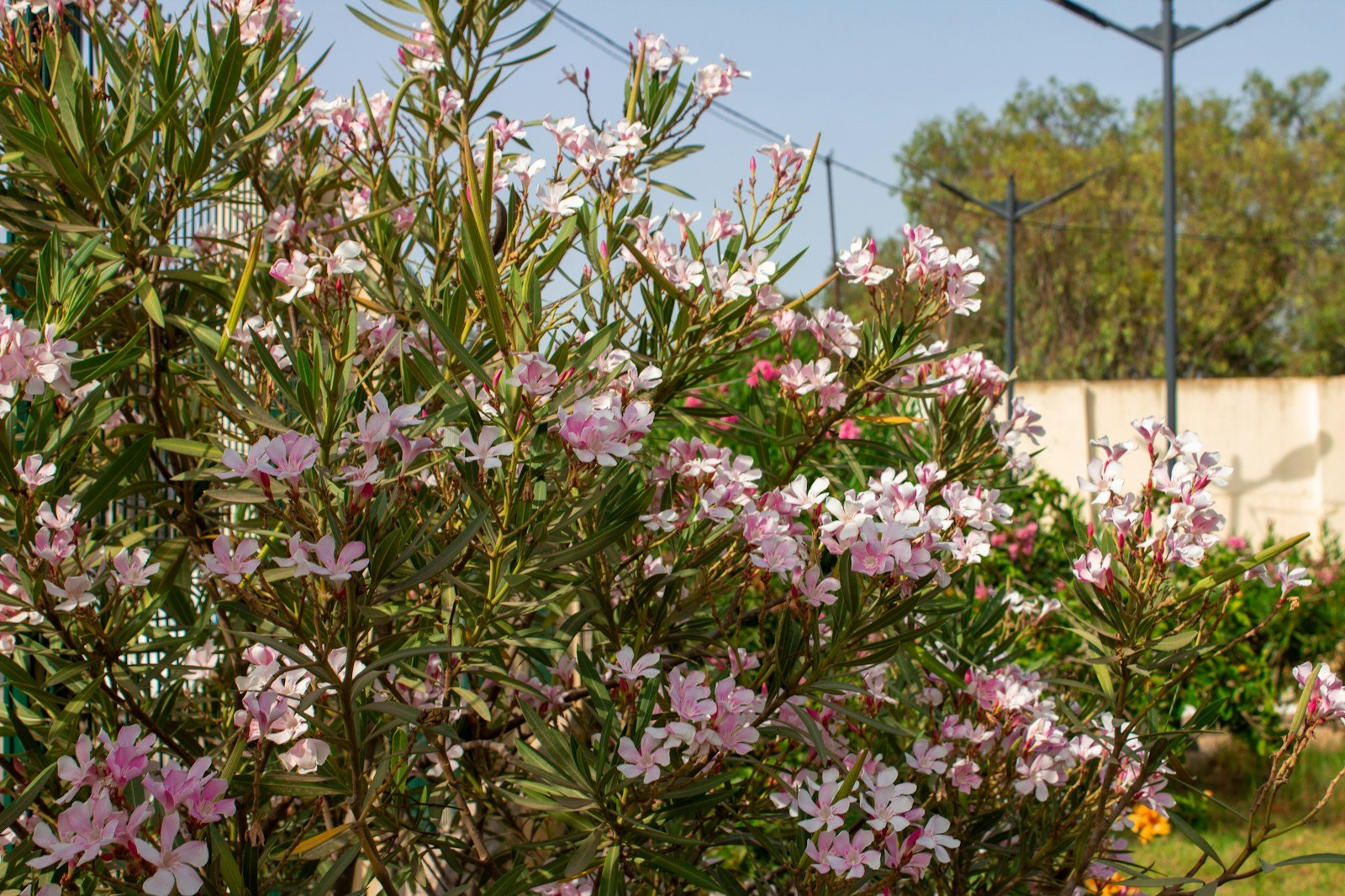 Personne observant un laurier-rose en fleur au jardin