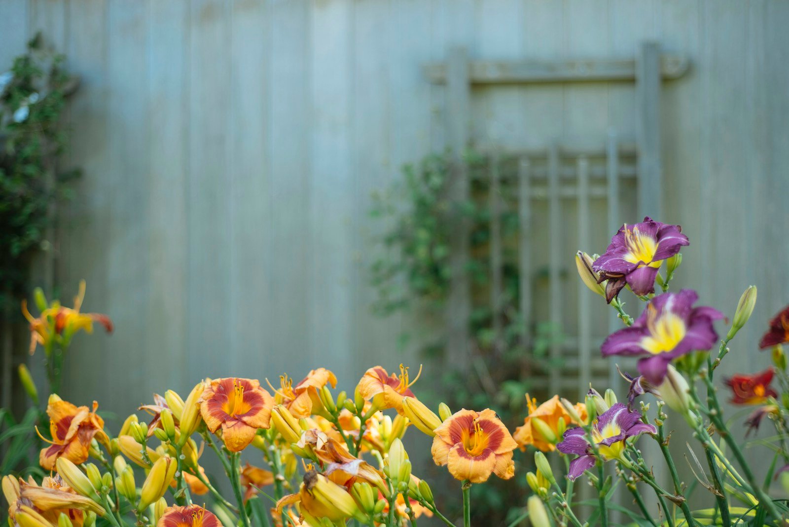 Petit jardin composé pour créer une impression de profondeur