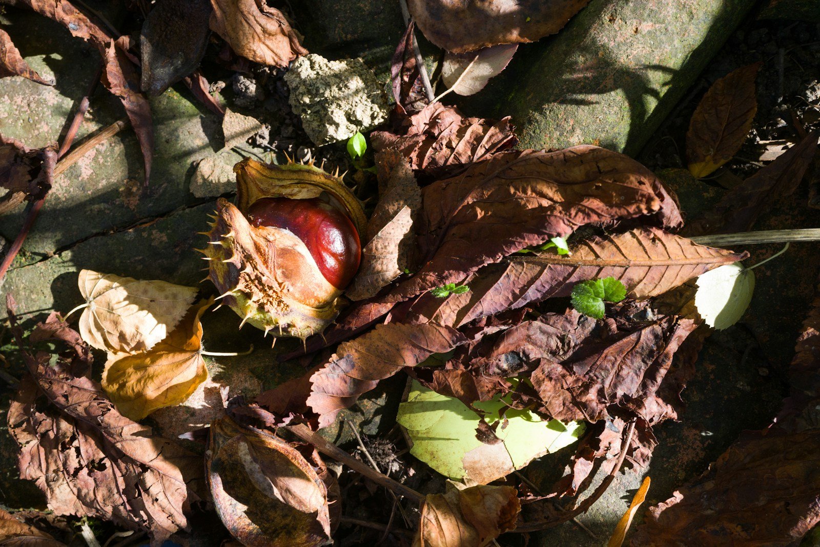 Petit tas de noisettes grignotées repérées au jardin
