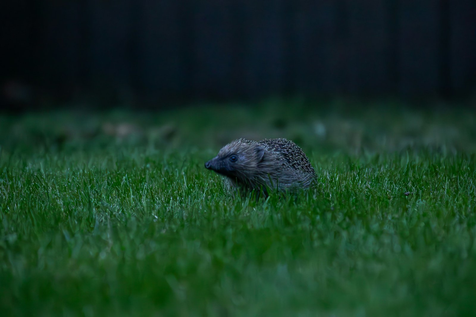 Petit trou creusé dans une pelouse de jardin