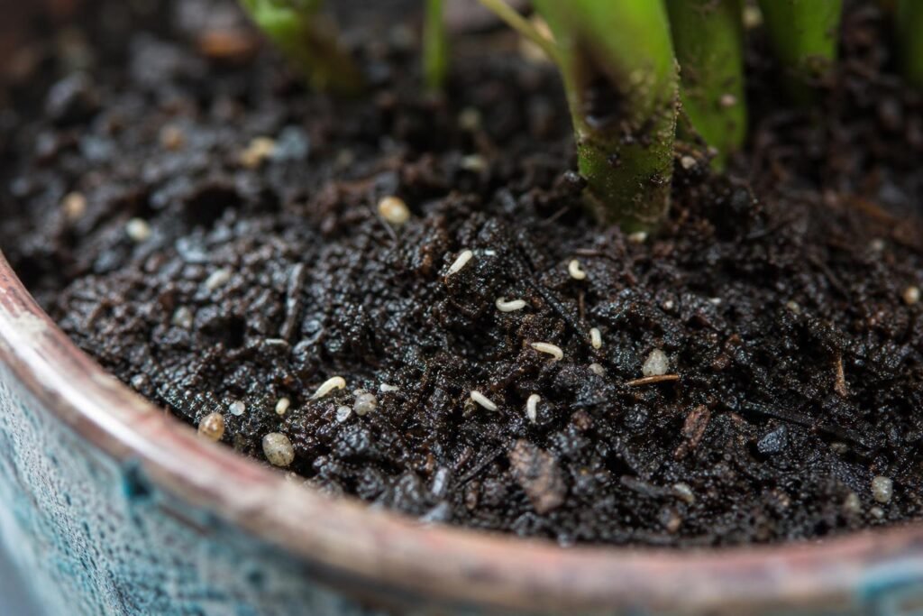Petites bêtes blanches visibles à la surface d'un terreau humide en pot