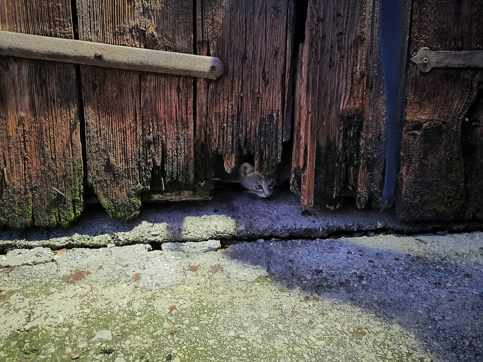 Petites crottes sombres repérées sur le sol d'un cabanon