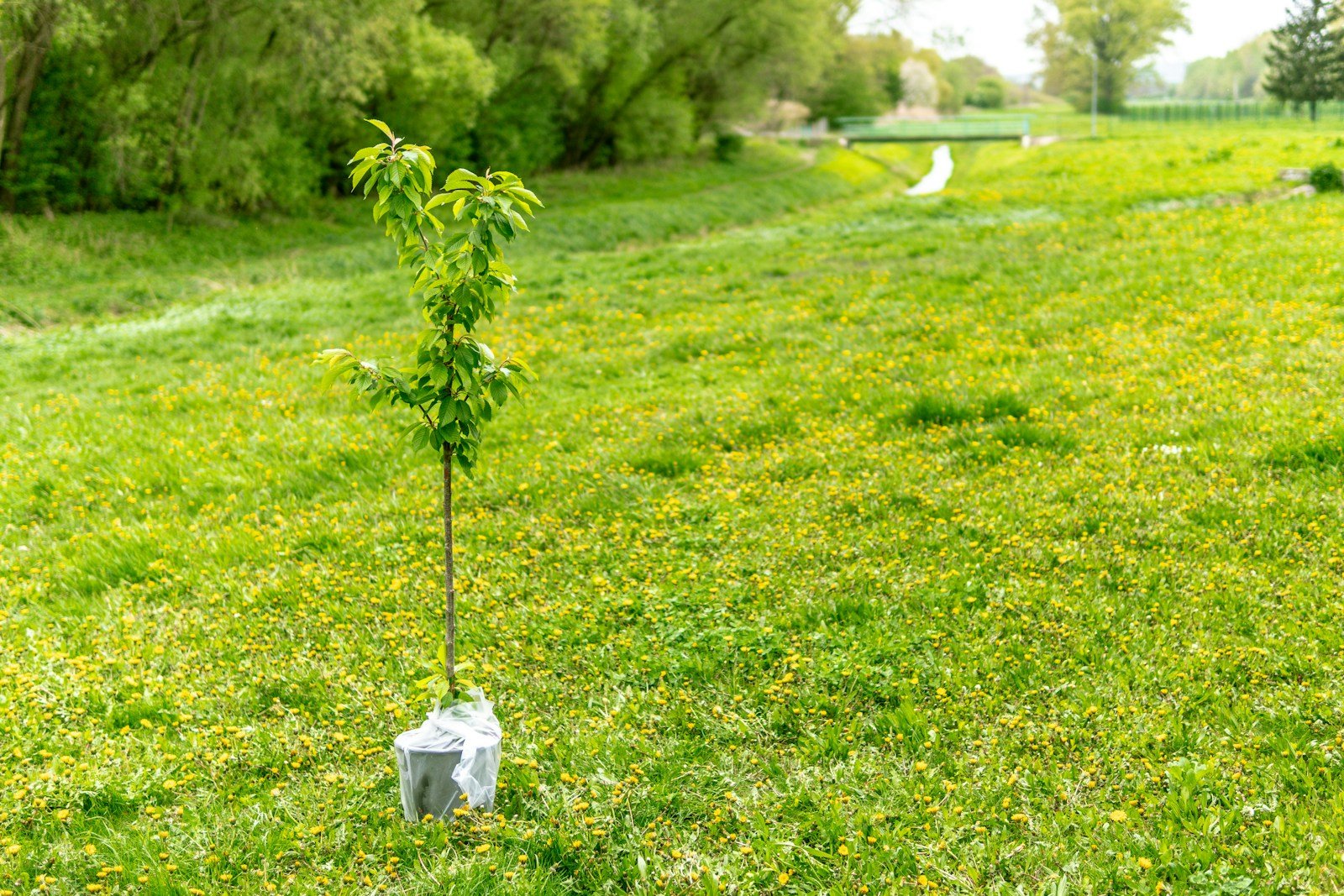 Plantation d'un jeune arbre au printemps