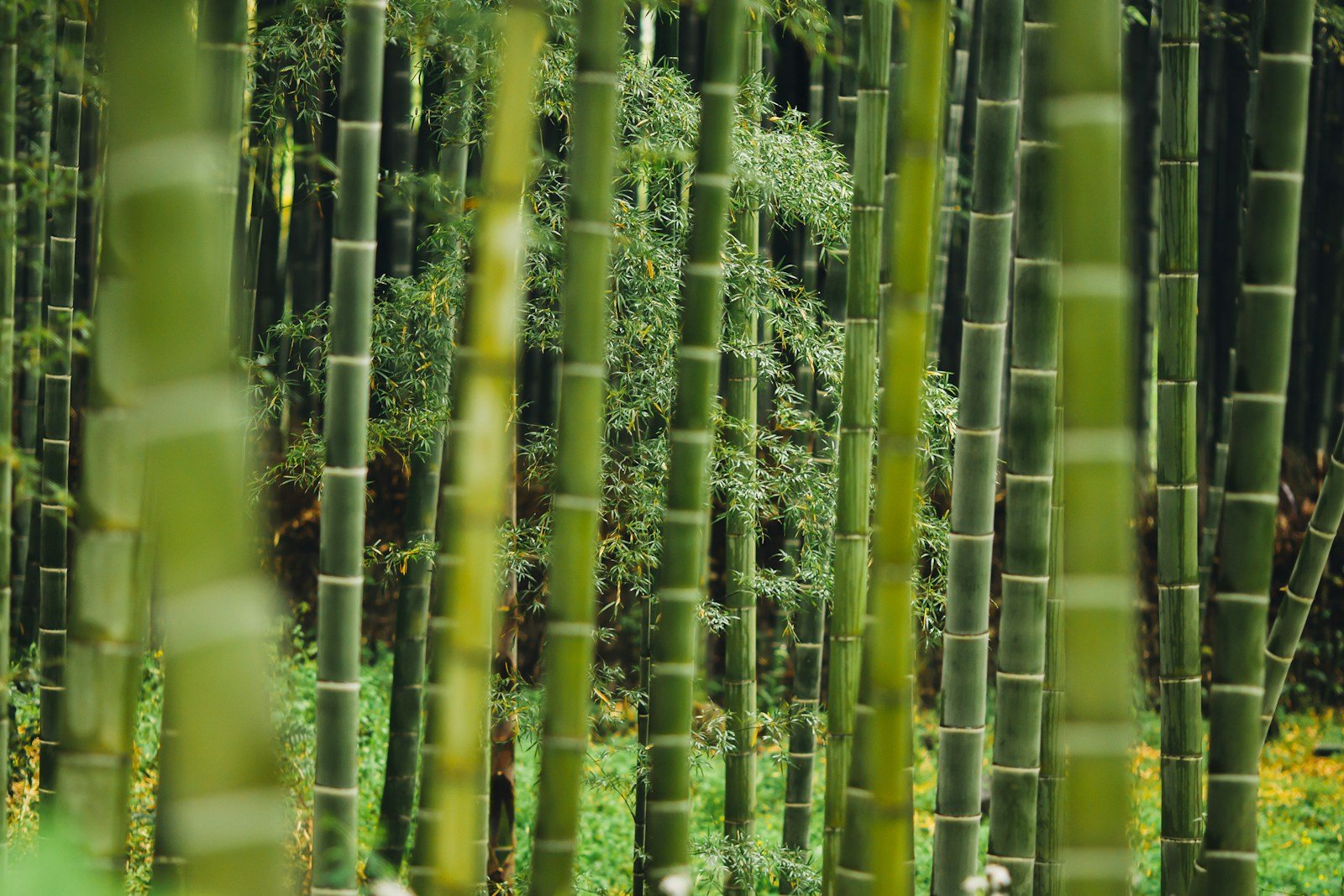 Plantation d'un jeune bambou fargesia en haie