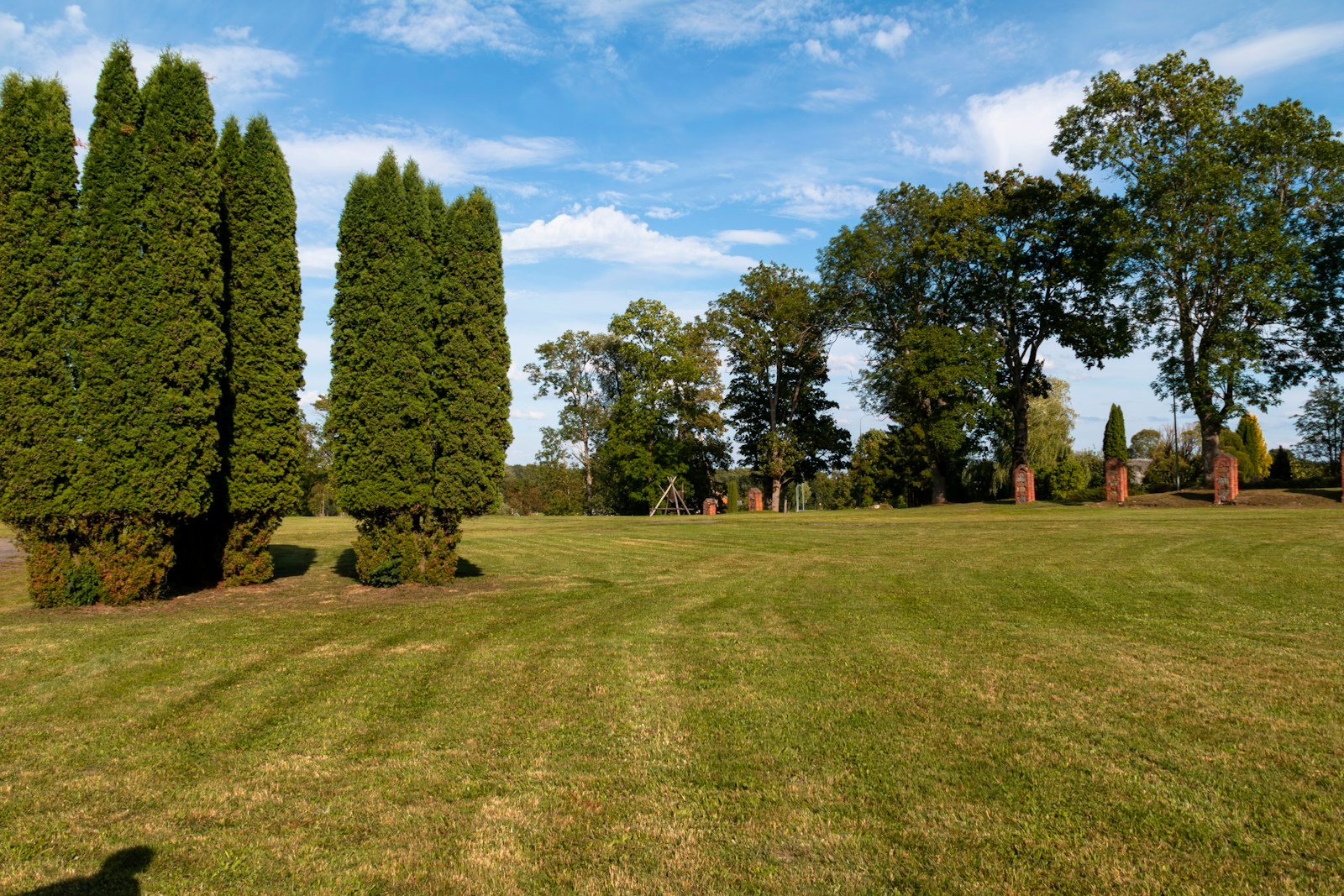 Plantation d'un jeune cyprès au jardin