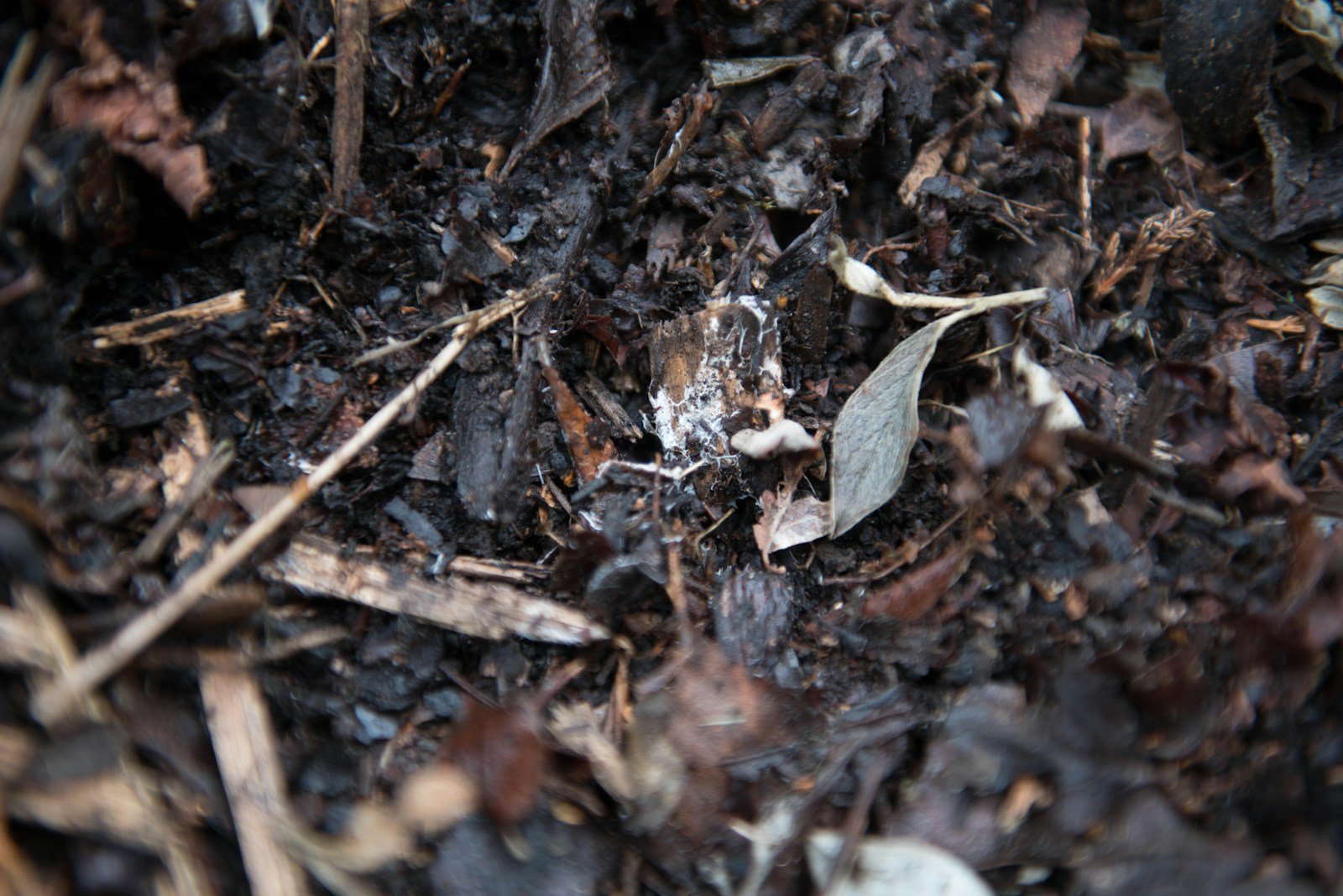 Plantation d'un rosier à racines nues, terre amendée de compost