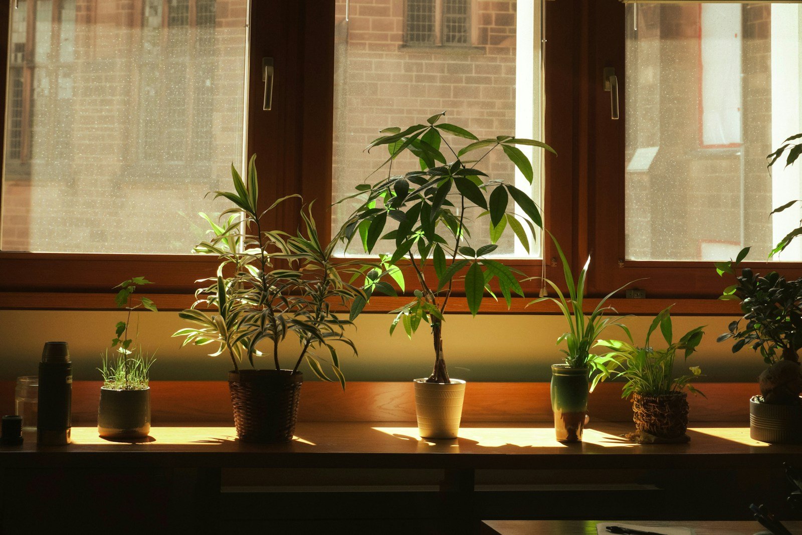 Plante d'intérieur installée près d'une fenêtre lumineuse