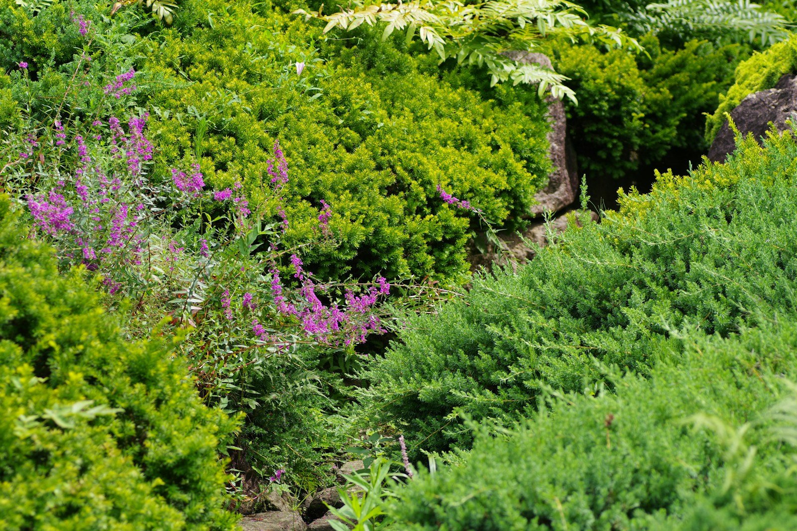 Plants de laurier et de troène côte à côte en pépinière