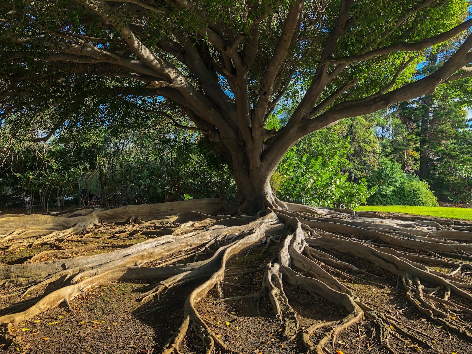Racines traçantes d'un arbre, développées en surface du sol