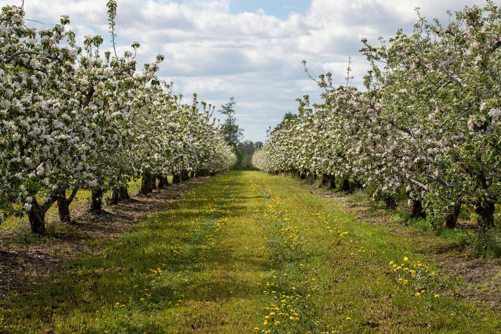 Rangée d'arbres fruitiers aux troncs blanchis à la chaux dans un verger