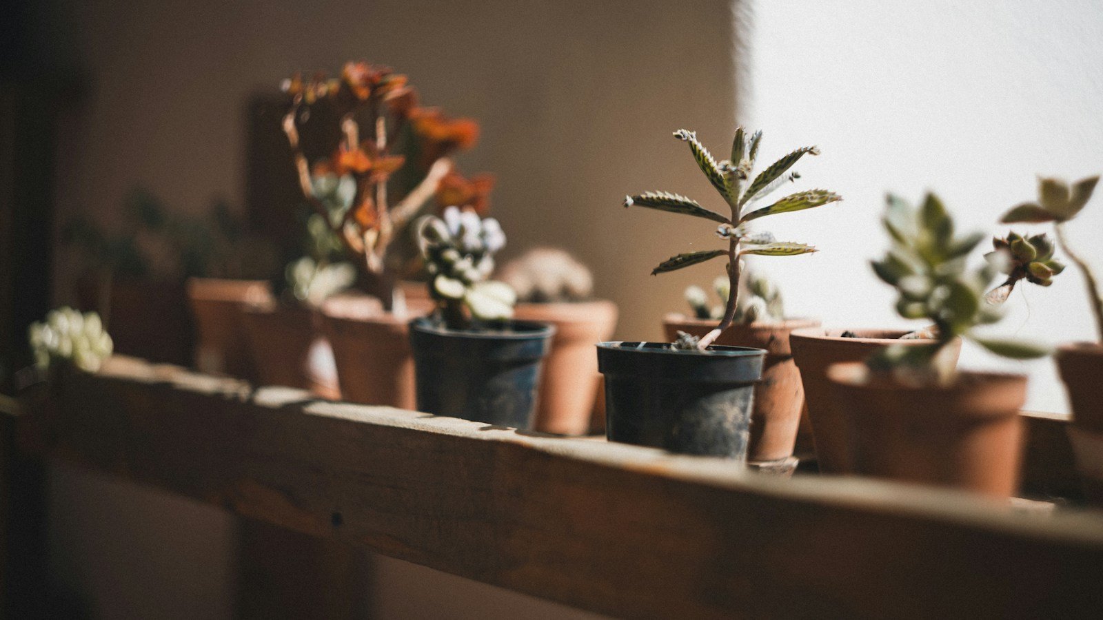 Rangée de plantes aromatiques en pot alignées sur un rebord