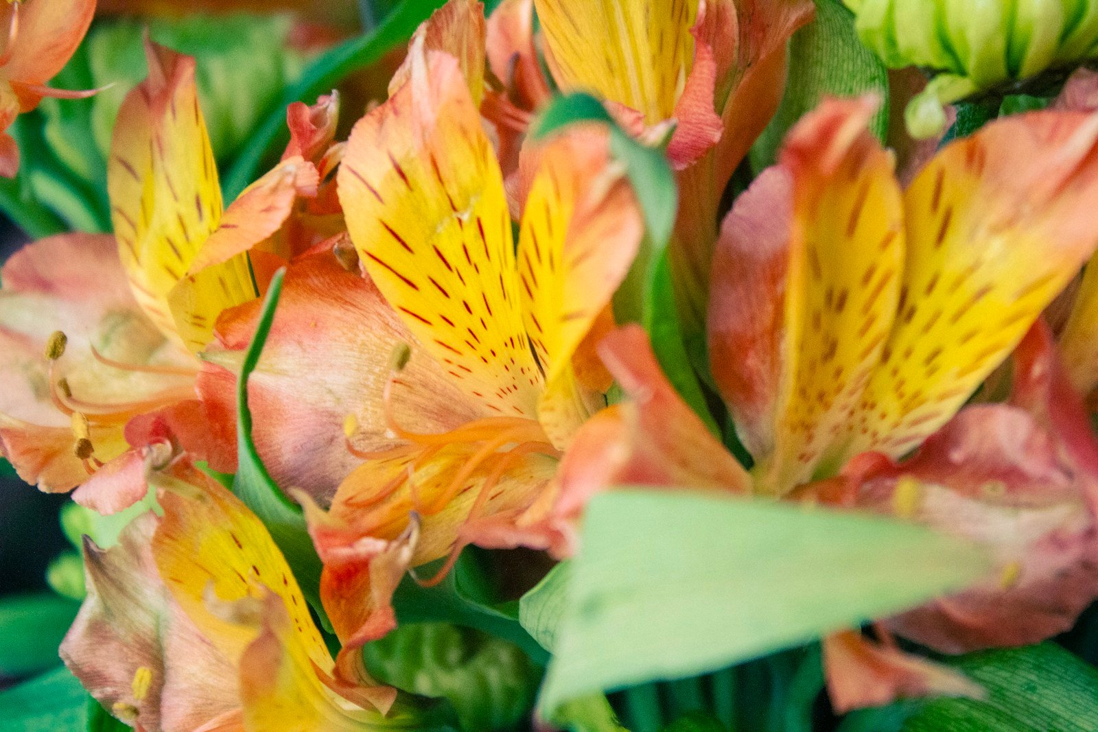 Récolte d'une tige d'alstroemeria par traction depuis la base