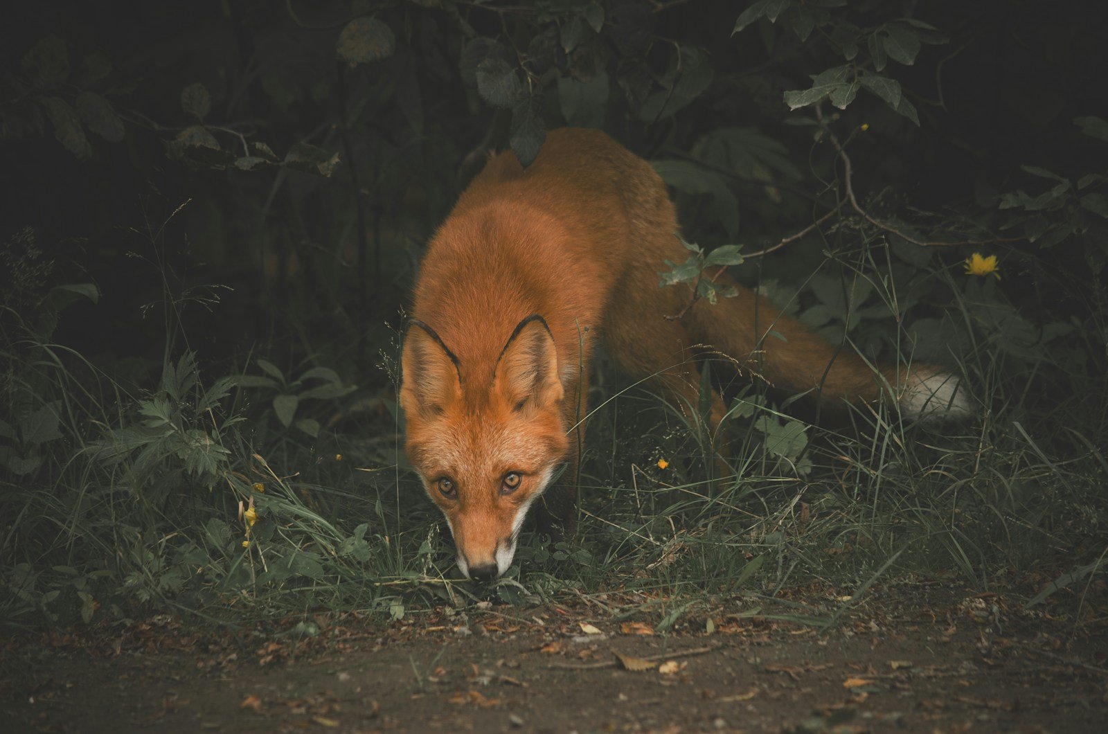 Renard roux traversant un jardin la nuit