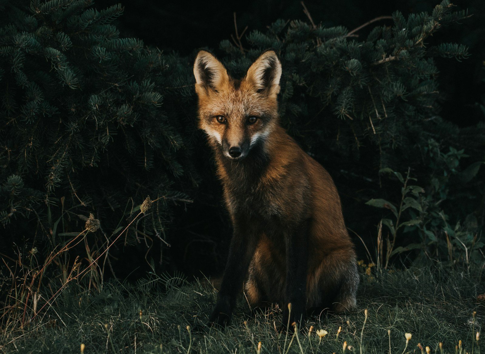 Renard traversant un jardin à la tombée de la nuit