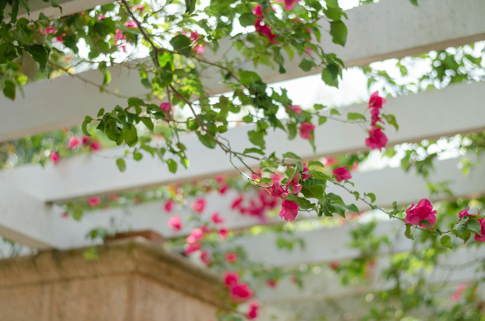 Rosier Pierre de Ronsard couvrant une pergola de ses fleurs roses