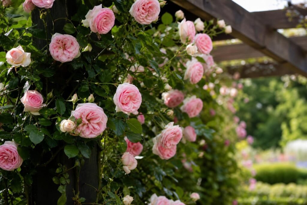 Rosier Pierre de Ronsard grimpant en fleurs sur une pergola, coloris rose pâle