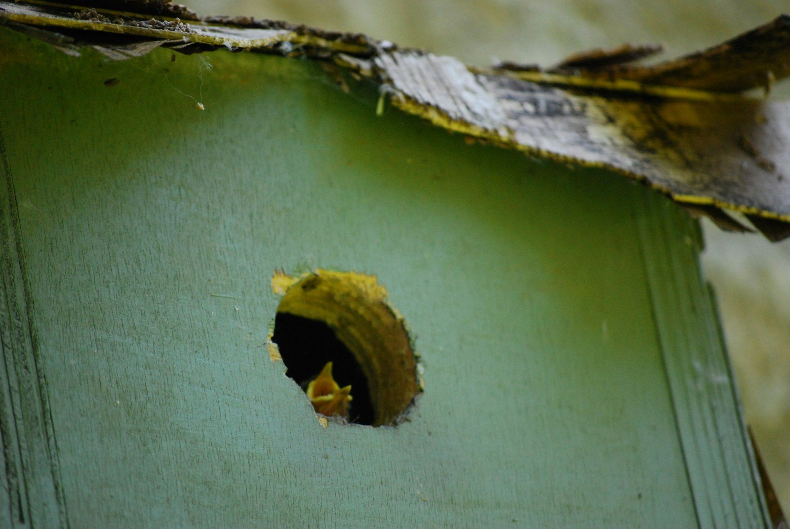 Sciure fine tombée au pied d'un morceau de bois creusé