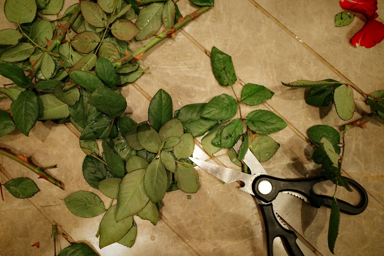 Sécateur retirant un bouton fané sur une tige de rose branchue