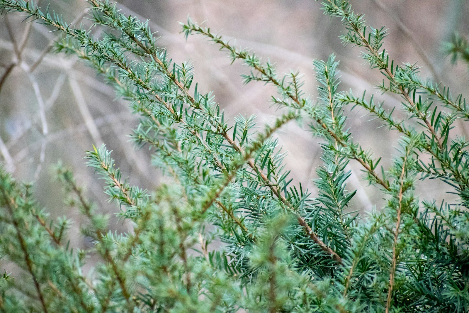 Sécateur utilisé pour raccourcir les rameaux du cotinus