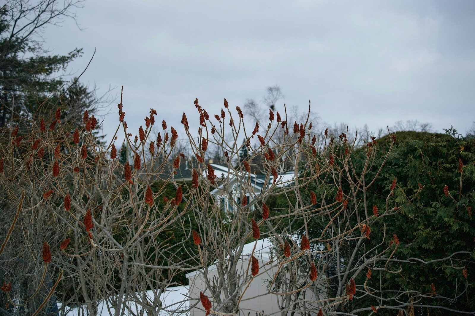 Silhouette dénudée d'un albizia en hiver