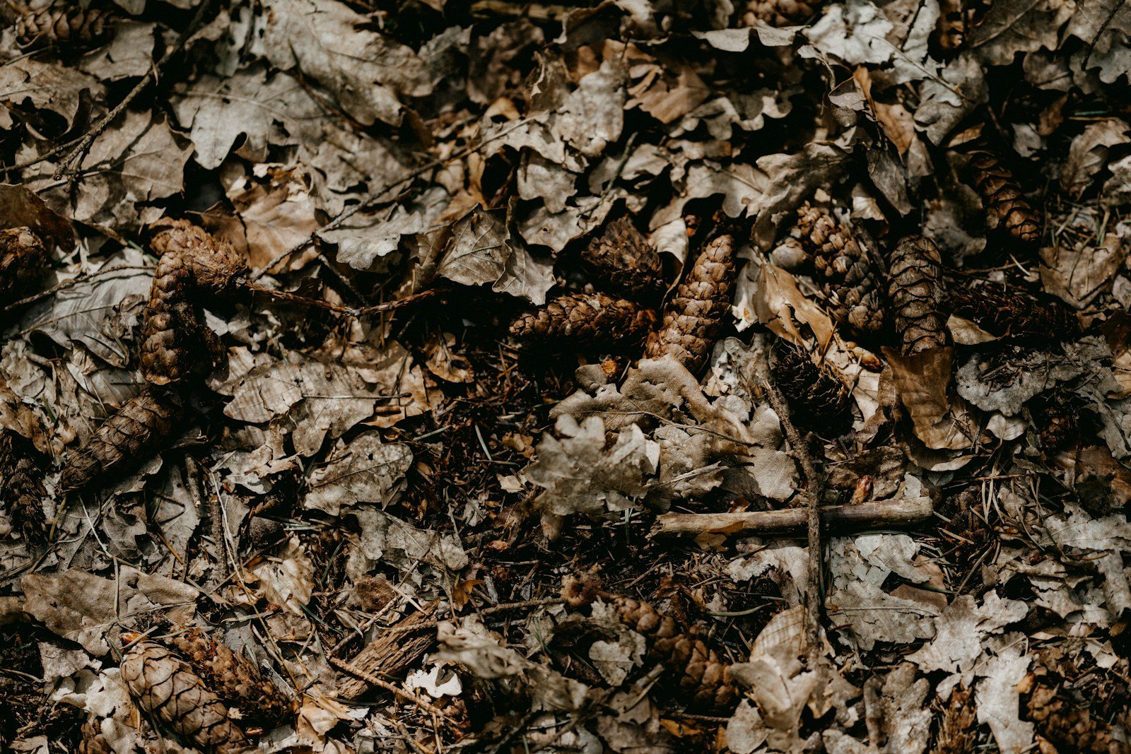 Sol riche en vers de terre et en insectes, ce que le blaireau vient chercher