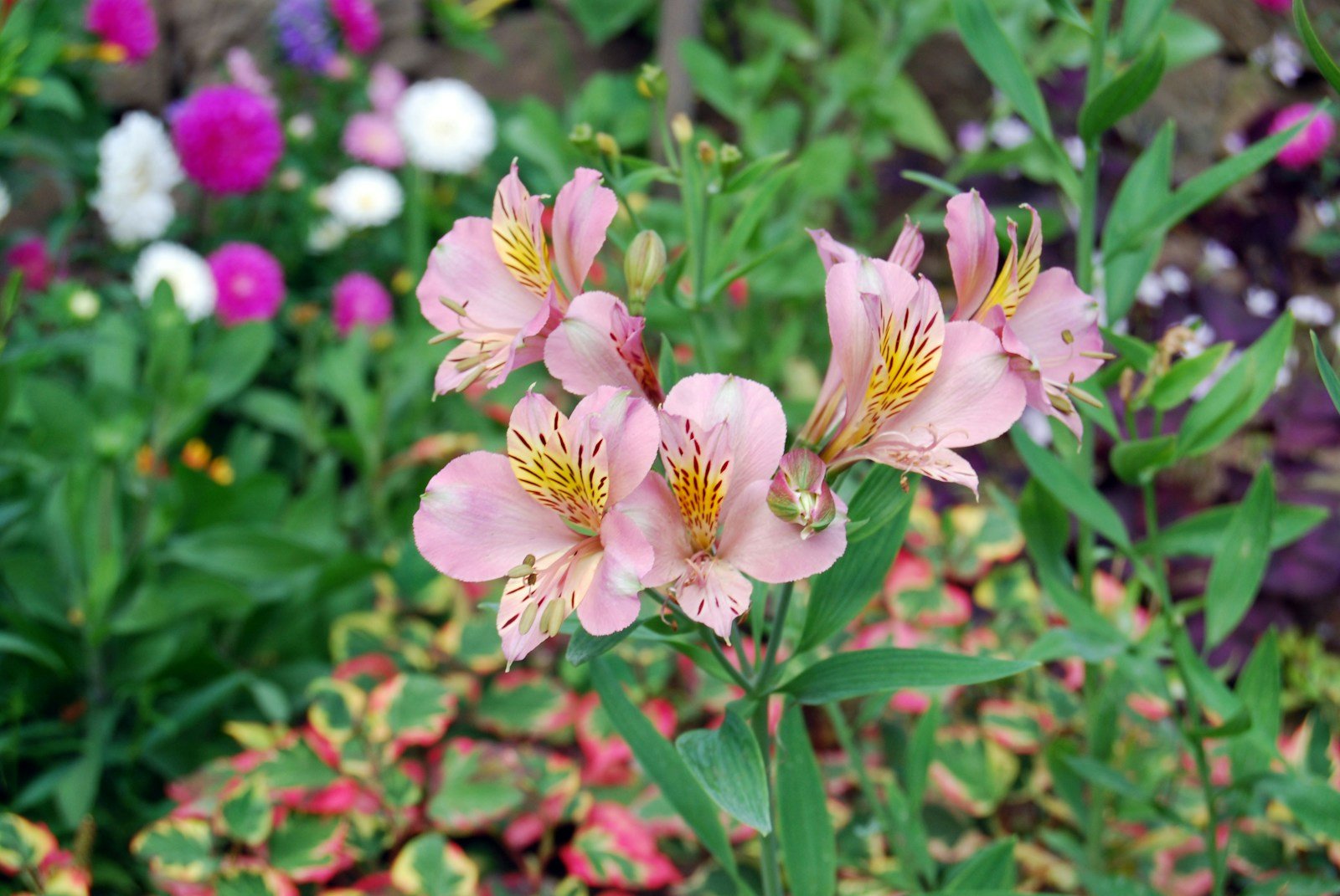 Suppression des fleurs fanées d'alstroemeria au jardin