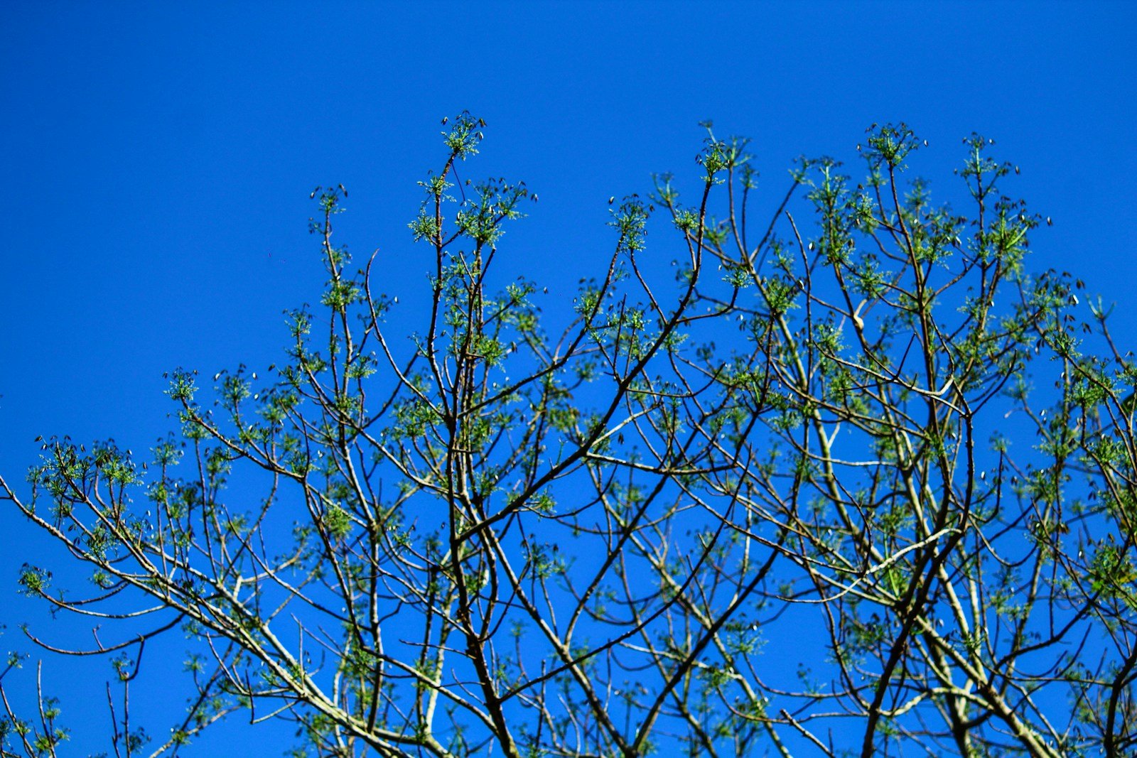 Taille de formation d'un arbre par un professionnel du jardin