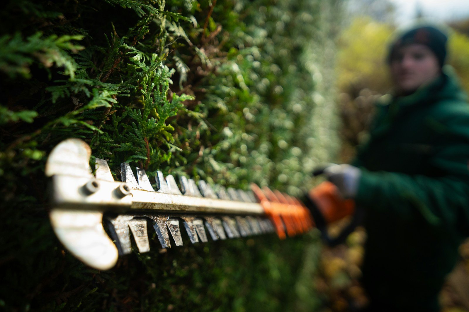 Taille légère d'un conifère au jardin