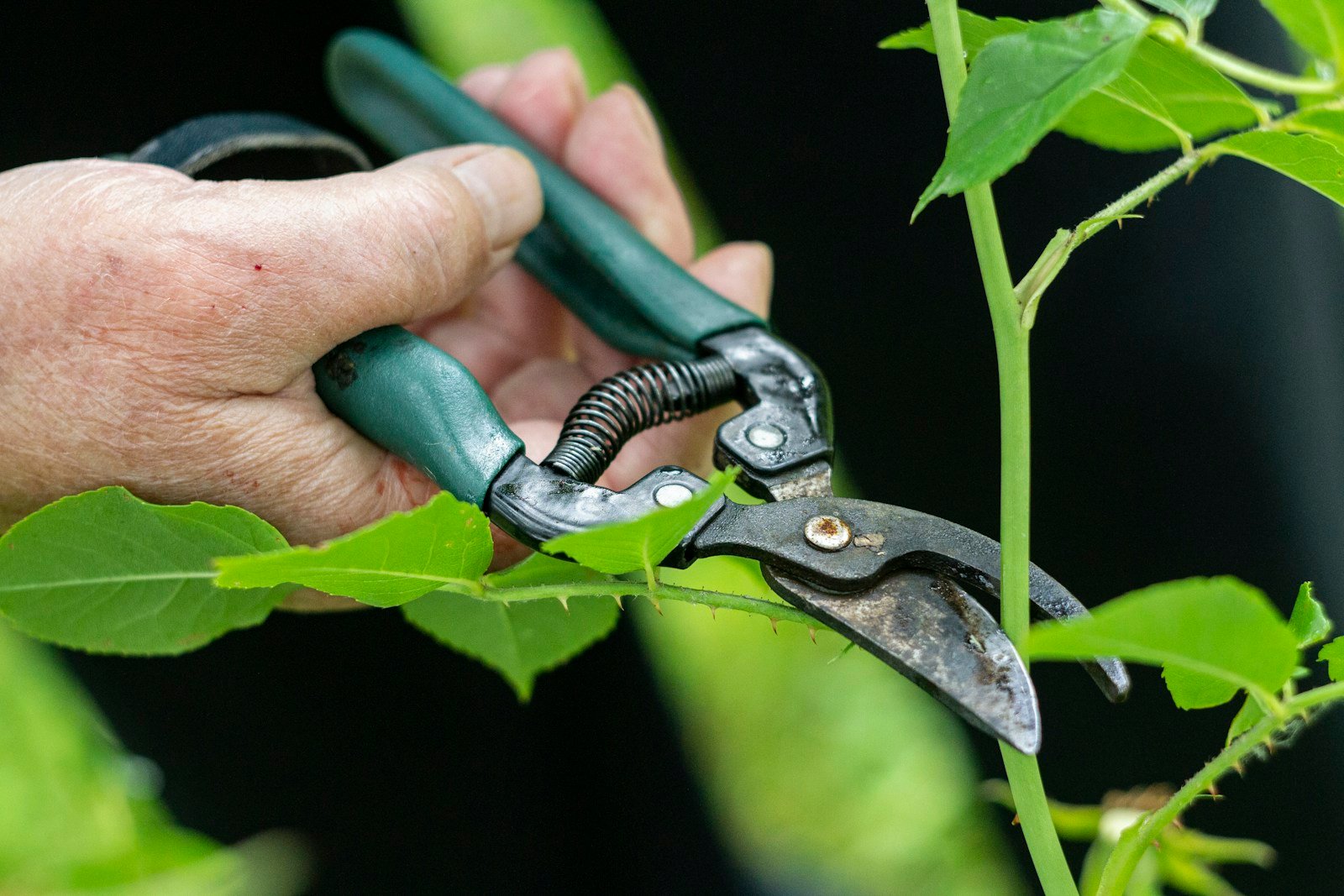 Taille légère d'un jeune arbre au sécateur en fin d'hiver