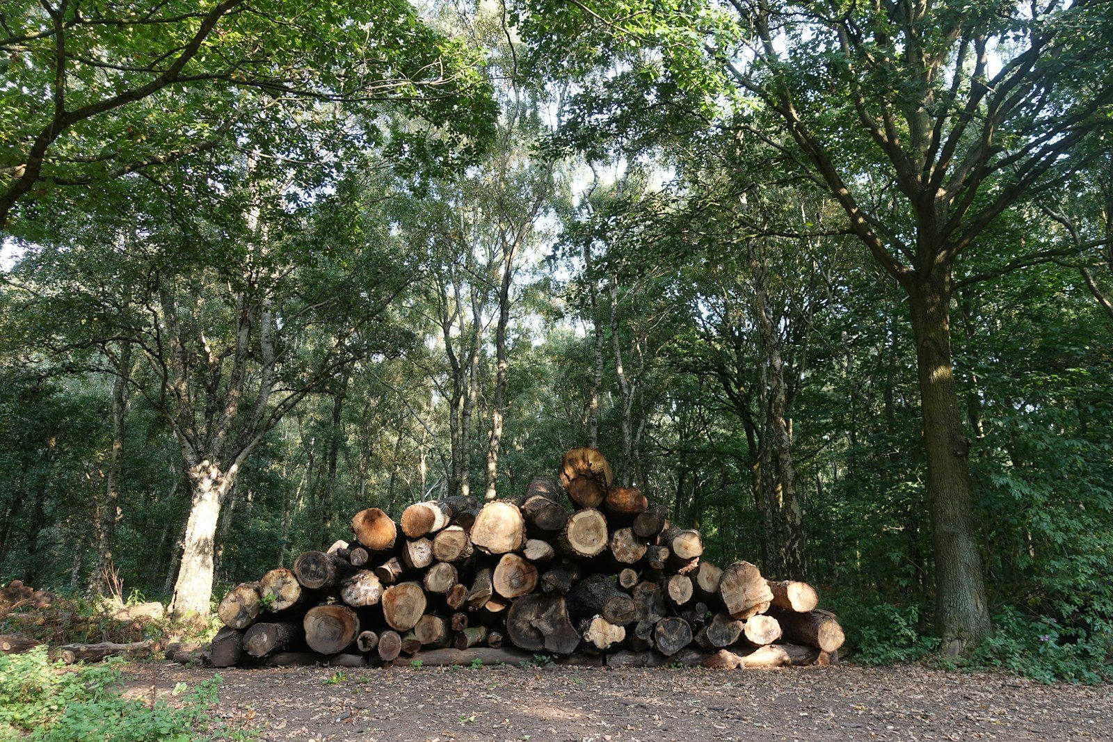 Tas de bois mort laissé dans un coin tranquille du jardin