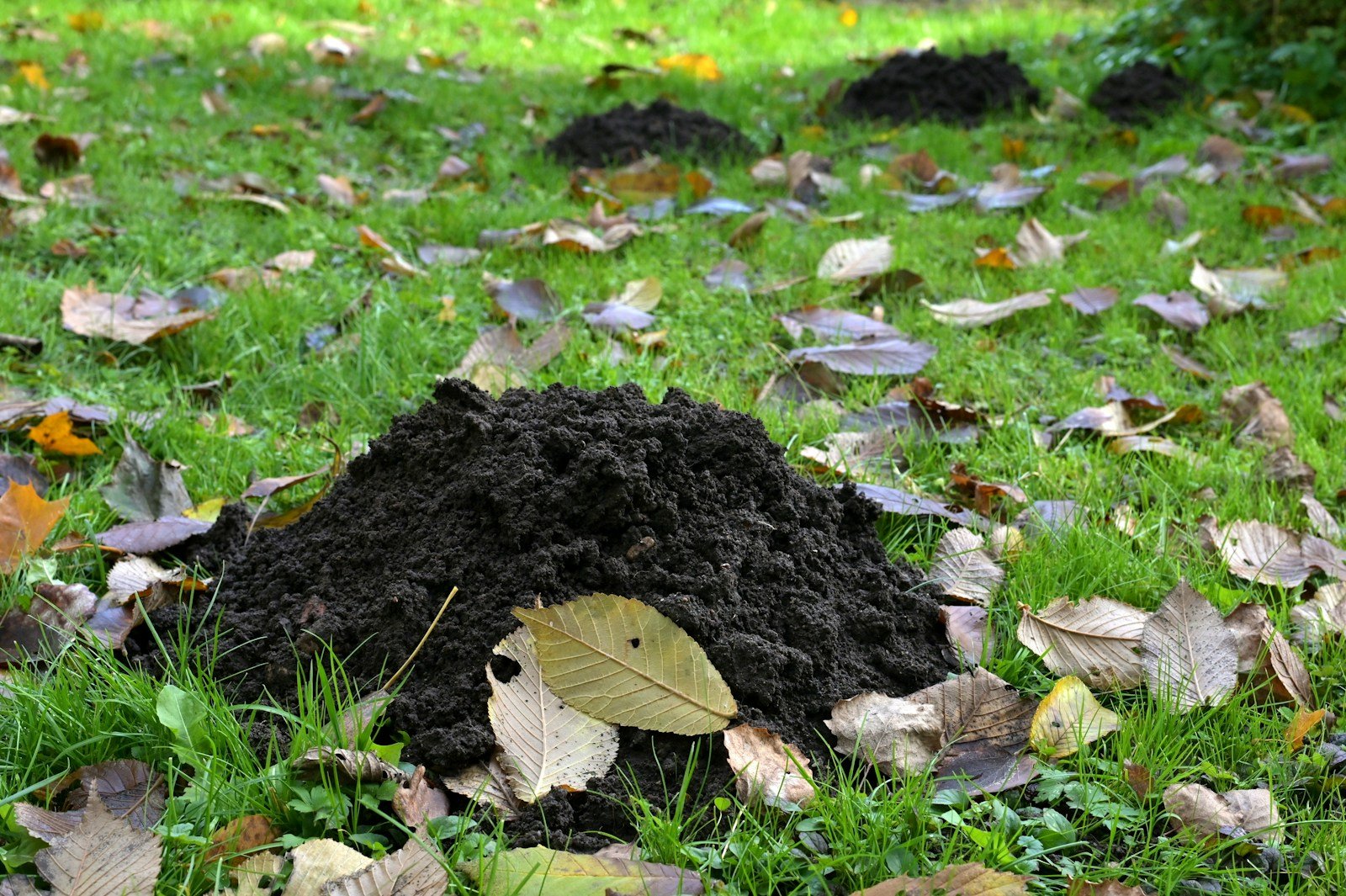 Taupinière fraîche au milieu d'une pelouse de jardin
