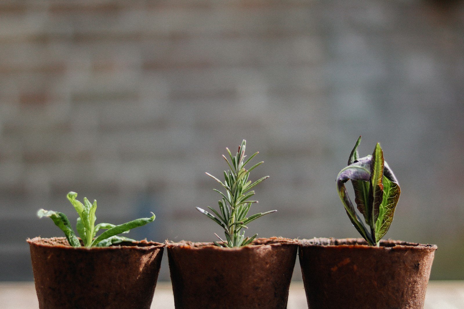 Terre et pot avant plantation dans un petit jardin