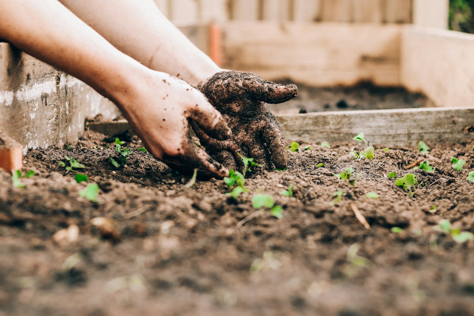 Terreau et compost préparés pour amender la terre au pied de l'hortensia