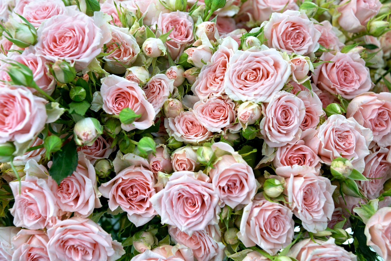 Tige de rose branchue portant plusieurs boutons