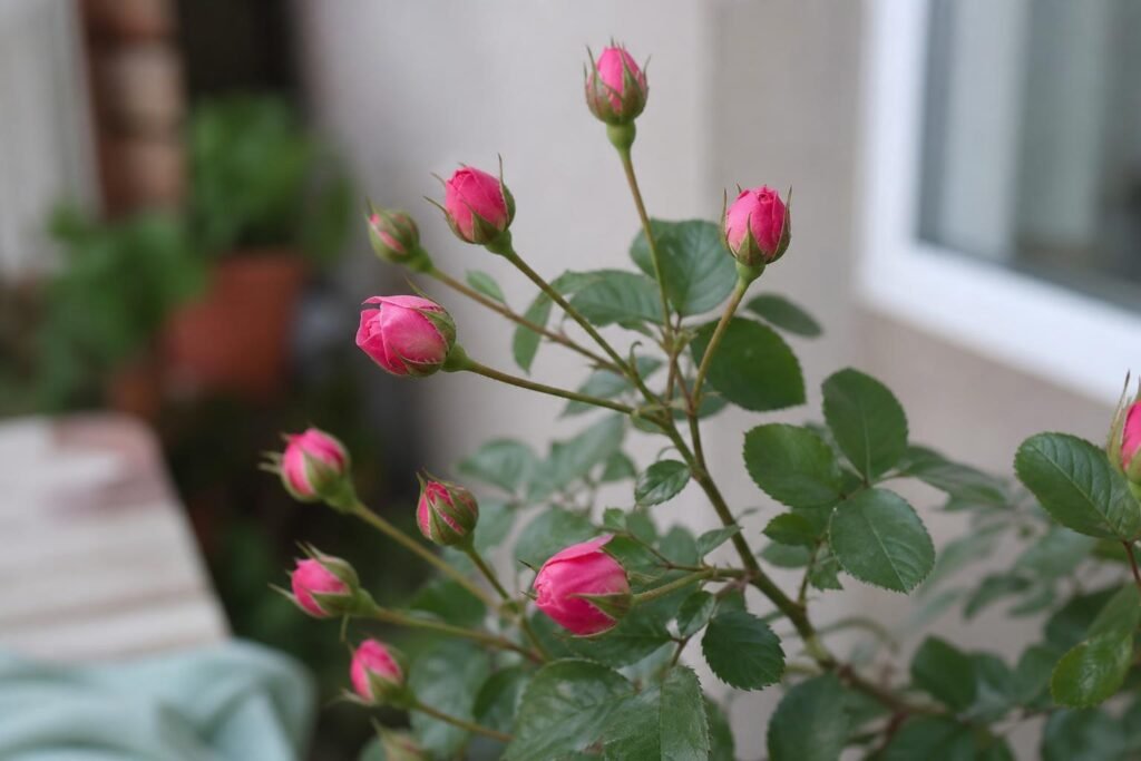 Tige de rose branchue portant plusieurs petits boutons roses