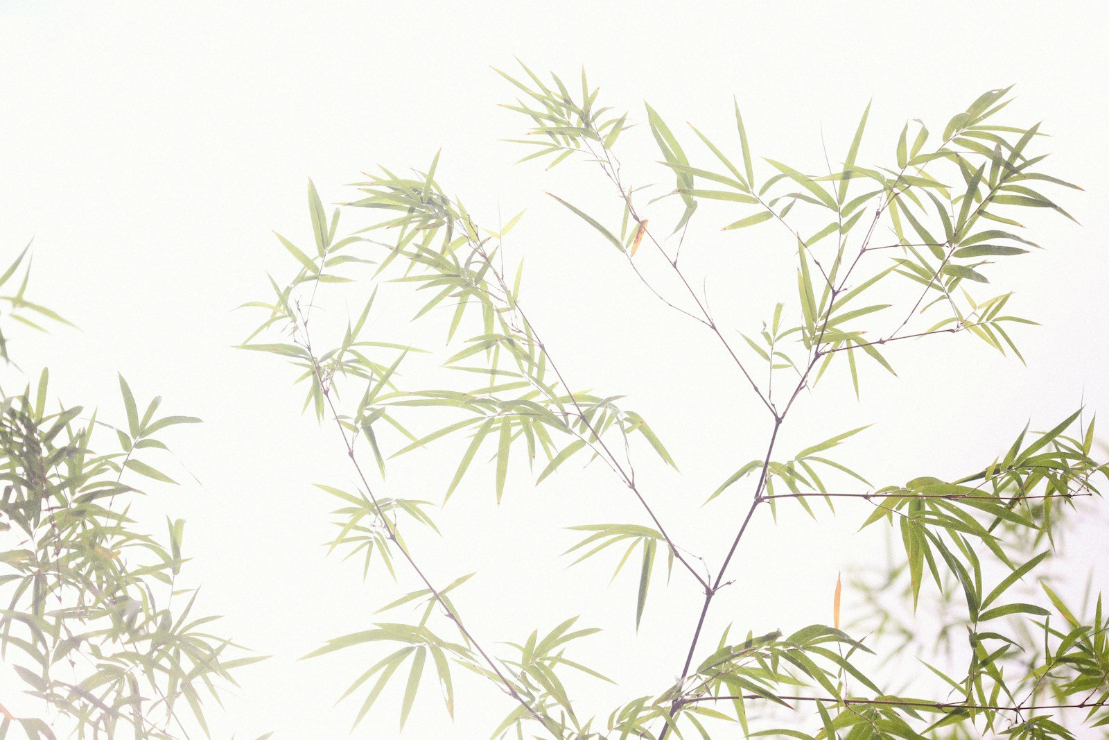 Touffe dense de bambou fargesia au jardin