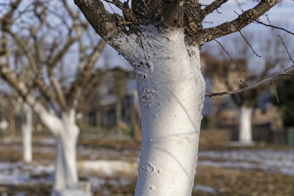 Tronc d'arbre fruitier badigeonné de chaux blanche en hiver