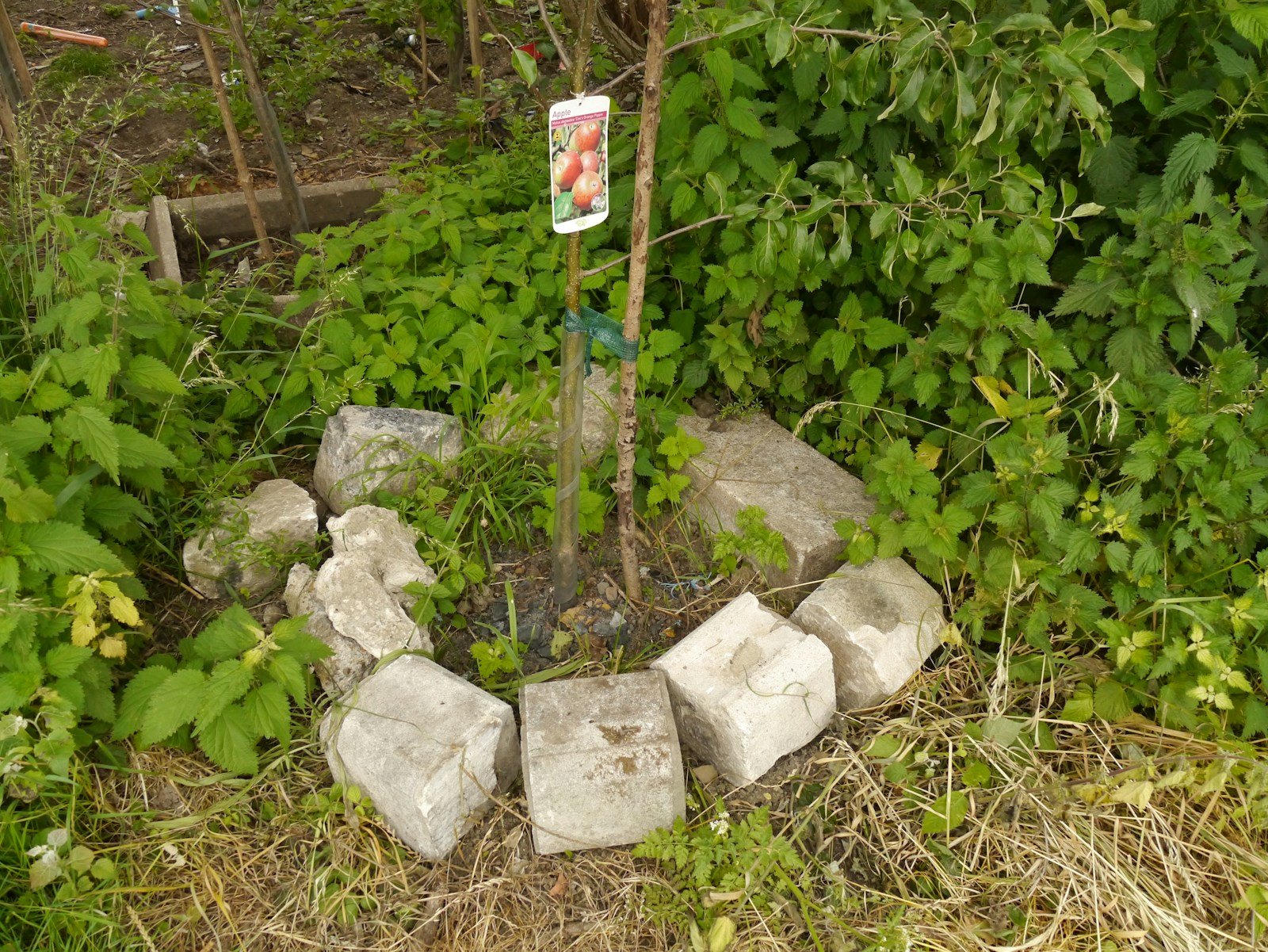 Trou de plantation préparé pour un jeune arbre