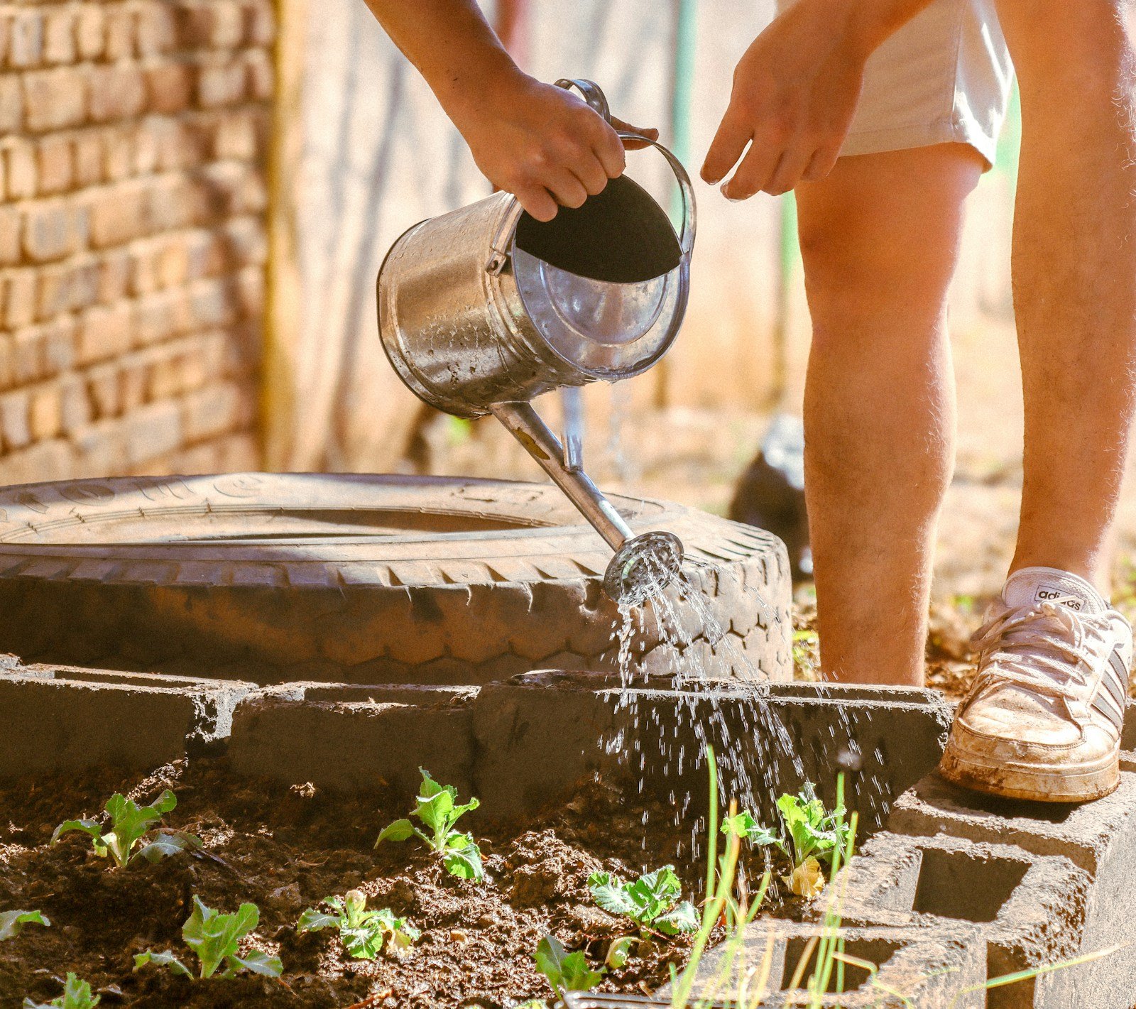 Un arrosoir utilisé sur un potager surélevé en été